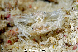Happy Crabs by Stuart Ganz 